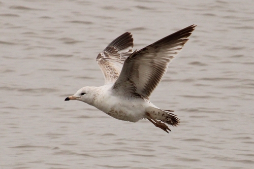 Ring-billed Gull