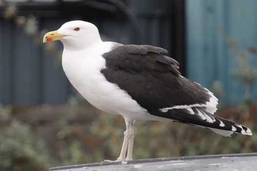 Great Black-backed Gull