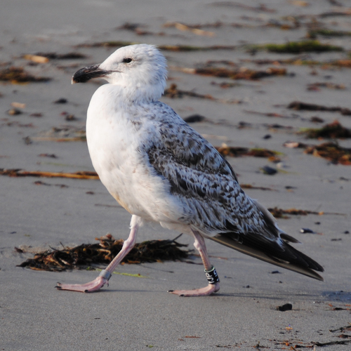 Great Black-backed Gull
