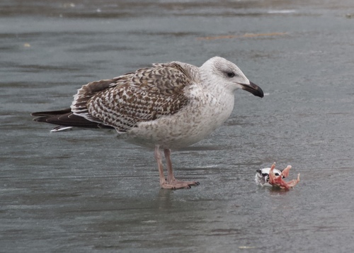 Great Black-backed Gull