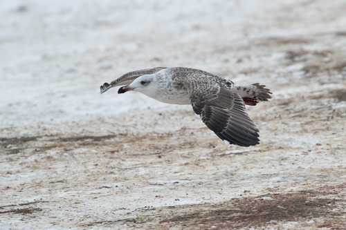 Great Black-backed Gull