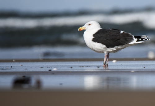 Great Black-backed Gull