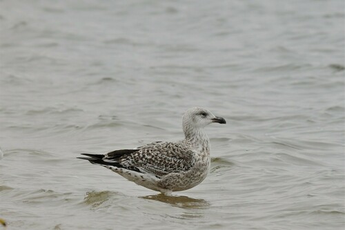 Great Black-backed Gull