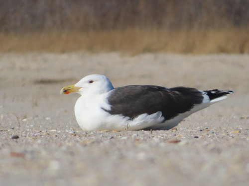 Great Black-backed Gull