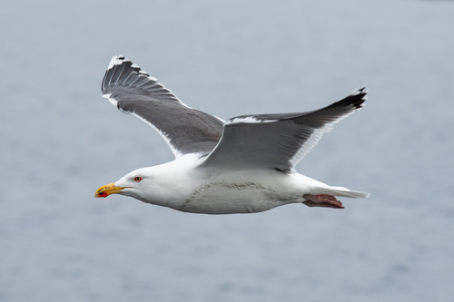 Great Black-backed Gull