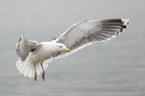 Great Black-backed Gull