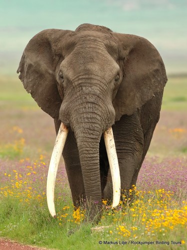 African Elephants