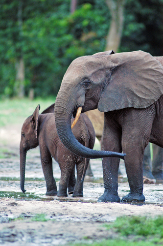 African Elephants
