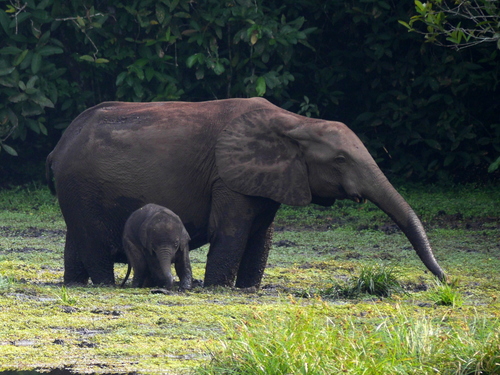 African Elephants