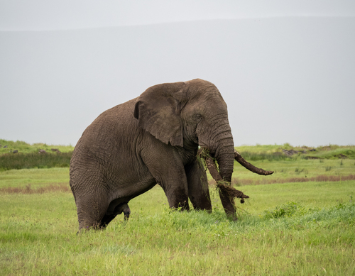 African Elephants