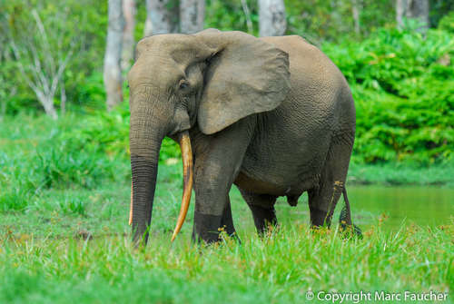 African Elephants