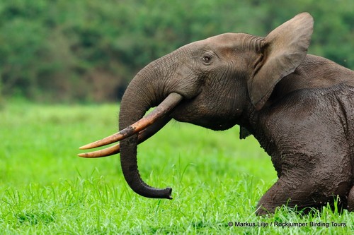 African Elephants