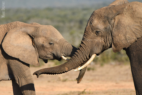 African Elephants