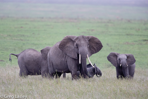African Elephants