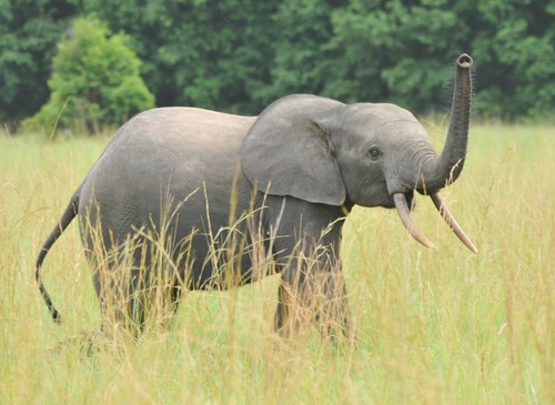 African Elephants