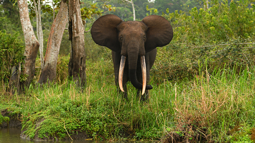 African Elephants