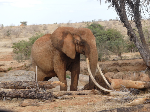 African Elephants