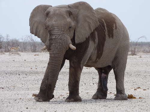 African Savanna Elephant