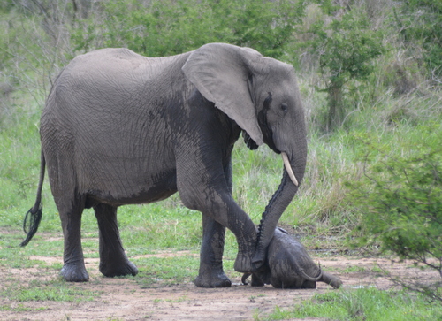 African Savanna Elephant