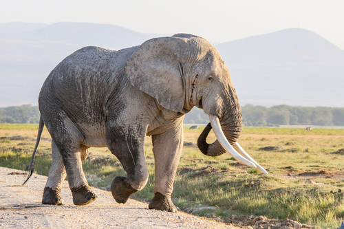 African Savanna Elephant