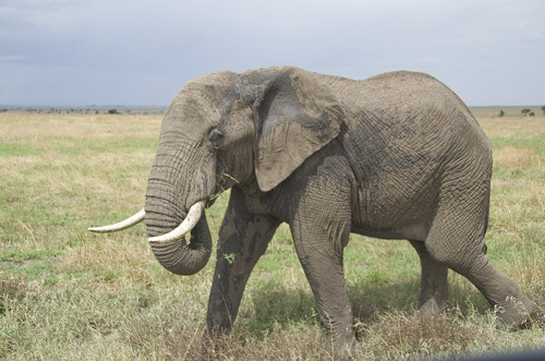 African Savanna Elephant