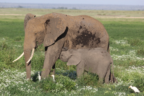 African Savanna Elephant