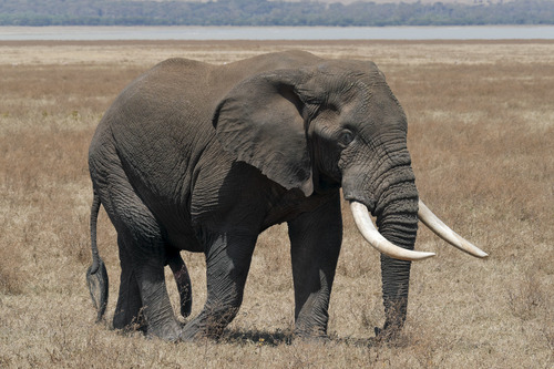 African Savanna Elephant