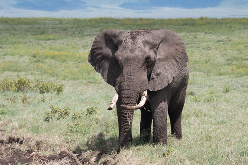 African Savanna Elephant