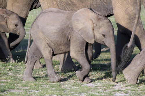African Savanna Elephant