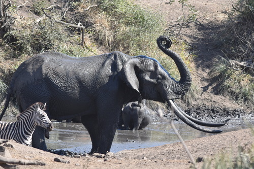 African Savanna Elephant