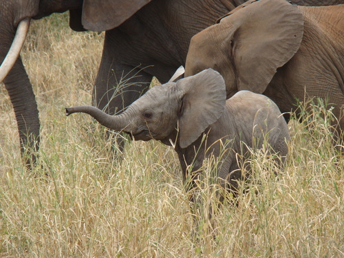 African Savanna Elephant