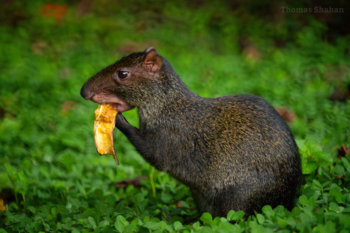 Central American Agouti