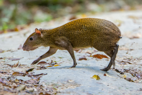 Central American Agouti