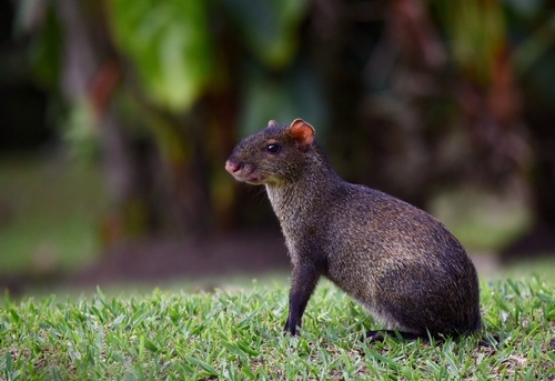 Central American Agouti