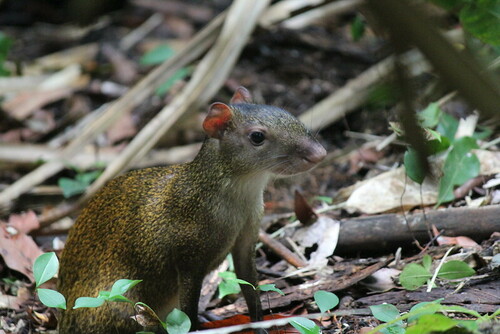Central American Agouti