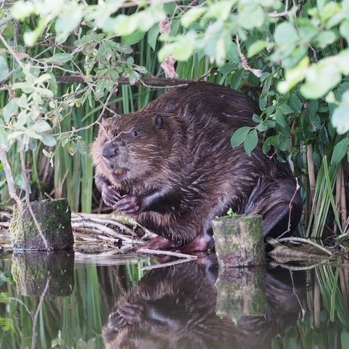 Eurasian Beaver