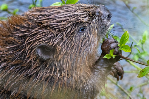 Eurasian Beaver