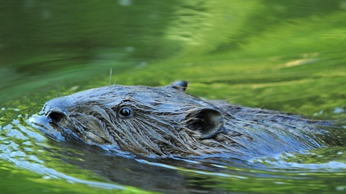 Eurasian Beaver