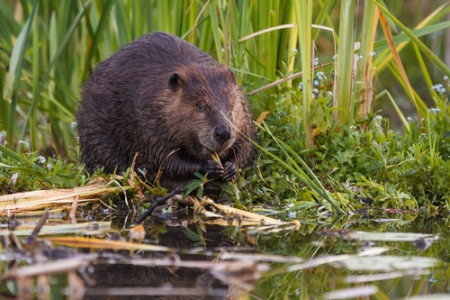 American Beaver