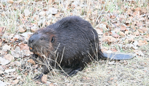 American Beaver