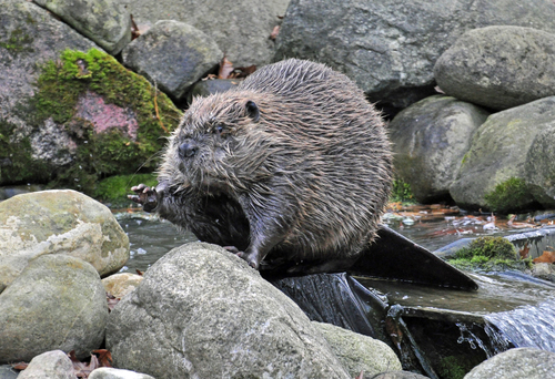 American Beaver