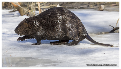 American Beaver