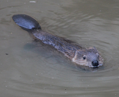 American Beaver
