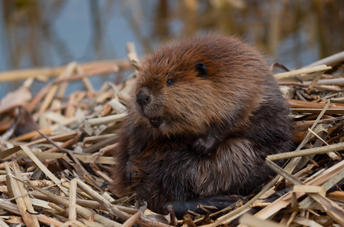 American Beaver