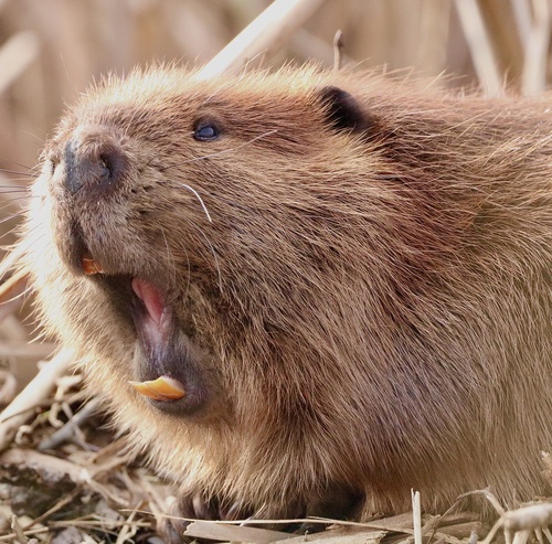 American Beaver