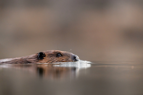 American Beaver