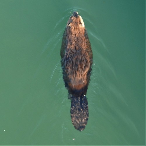 American Beaver