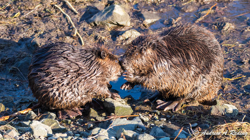 American Beaver