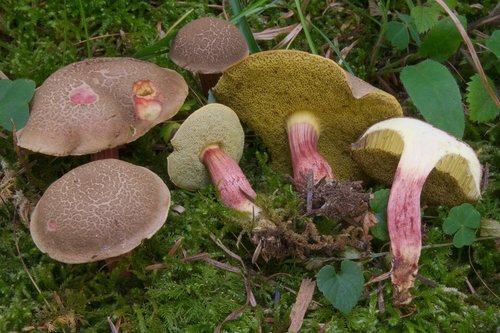 Red-cracking Bolete