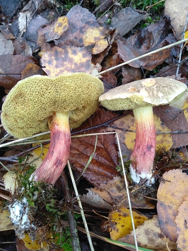 Red-cracking Bolete